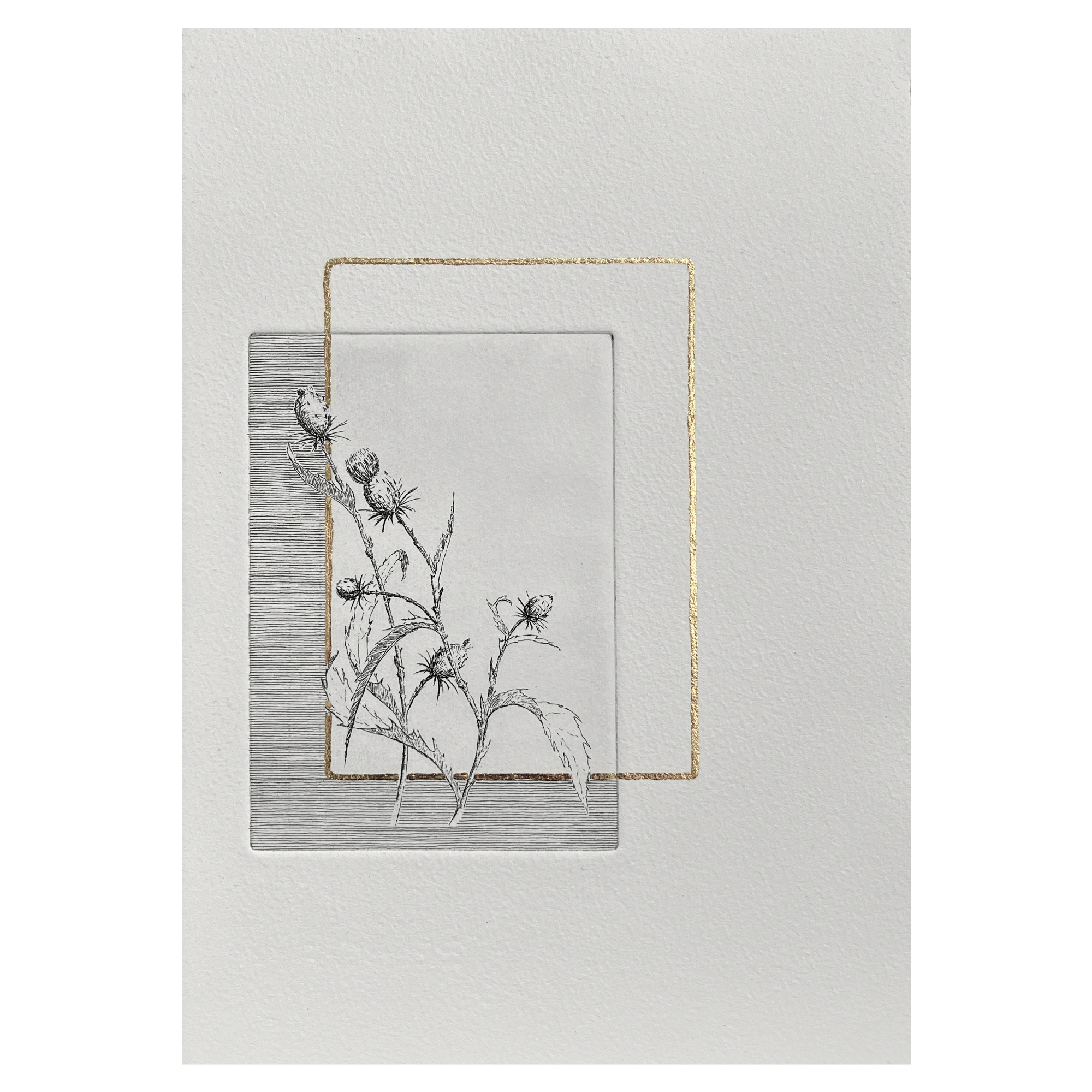 Nasturtium_4_full