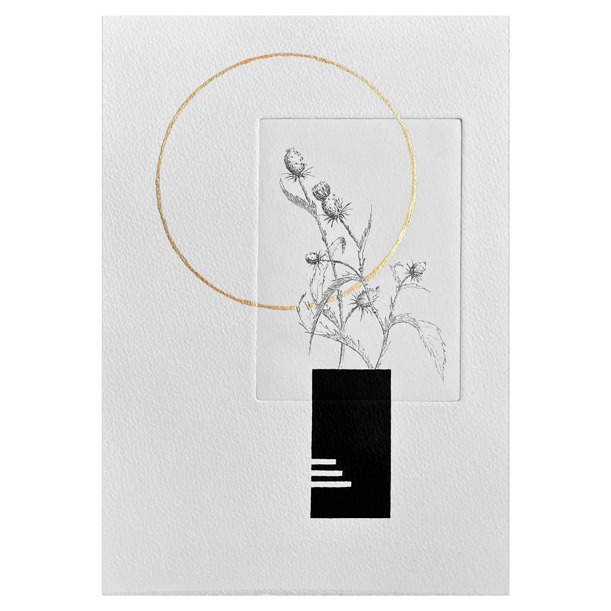 Nasturtium_4_full